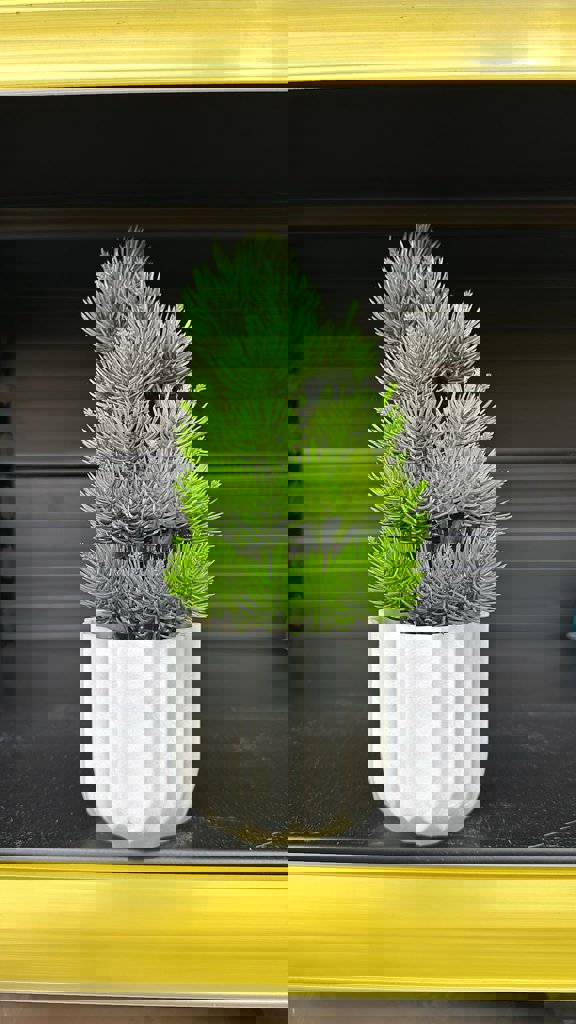 EVA LEYLANDI AGACI *30