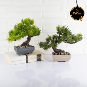 EVA BÜYÜK ÇAM AGACI *27