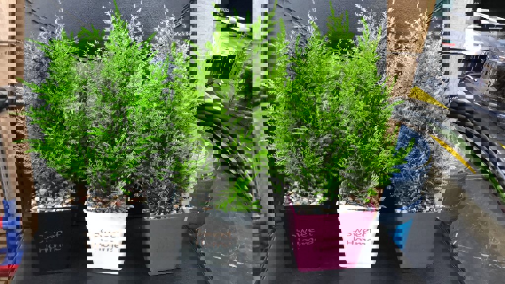 EVA KUSKONMAZ AGACI *8