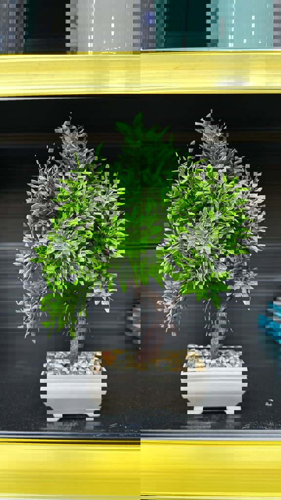 EVA YESIL YAPRAKLI AGAÇ *12