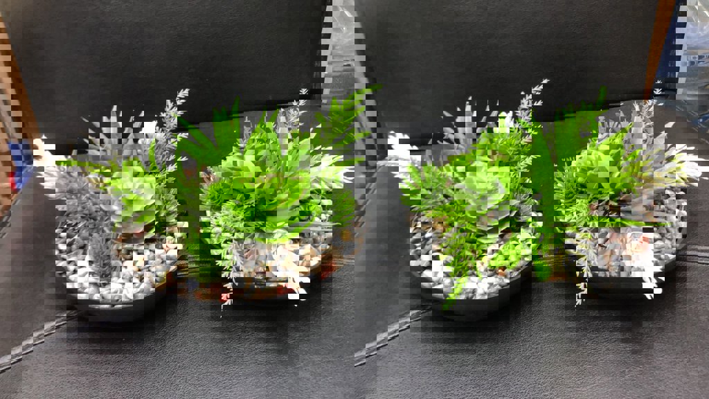 EVA SAKSIDA SKULENTLI ARANJMAN *6