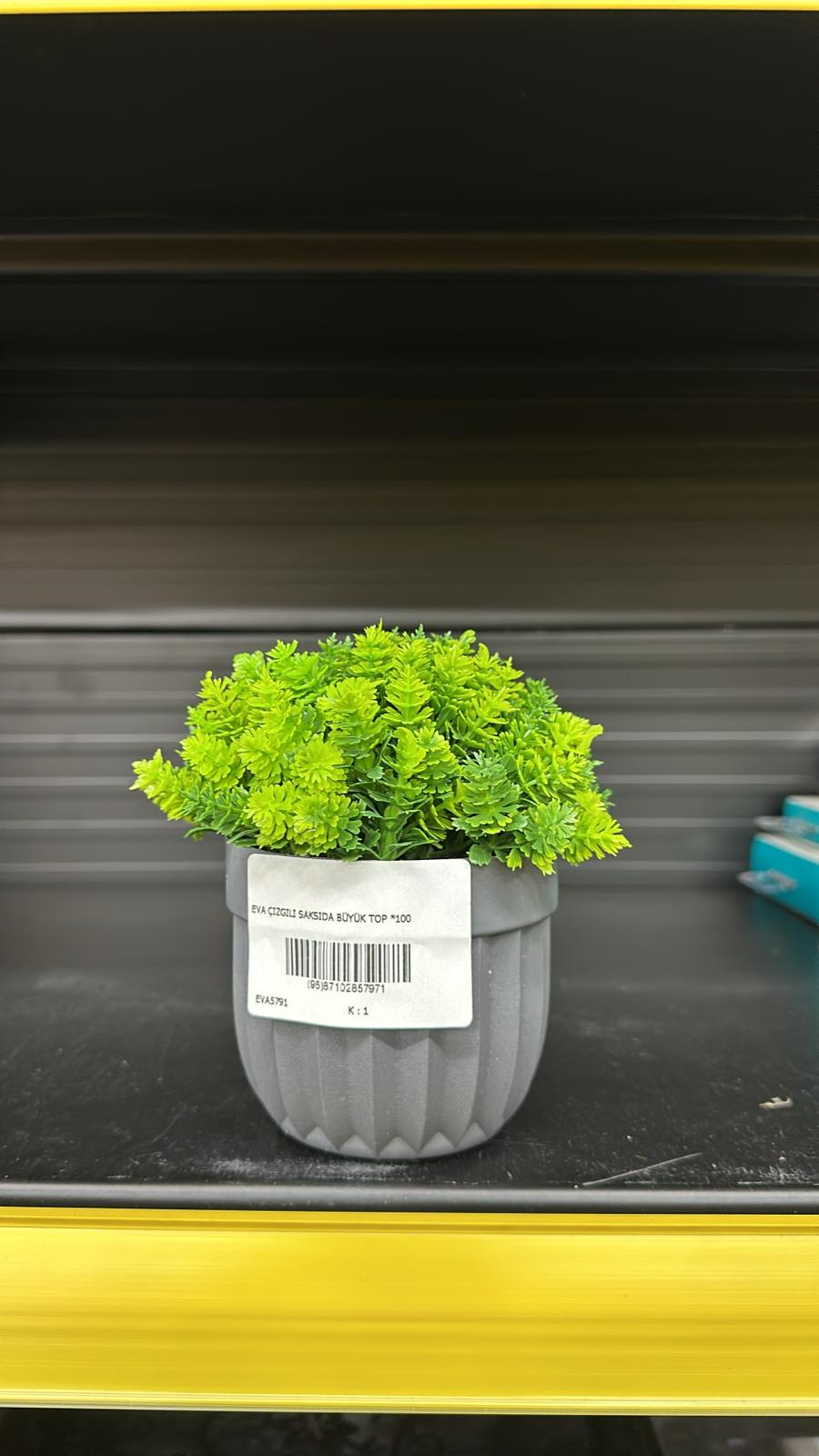 EVA ÇIZGILI SAKSIDA BÜYÜK TOP *100