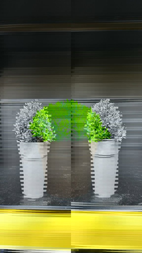 EVA KÜÇÜK TOP YUVARLAK SAKSIDA *20