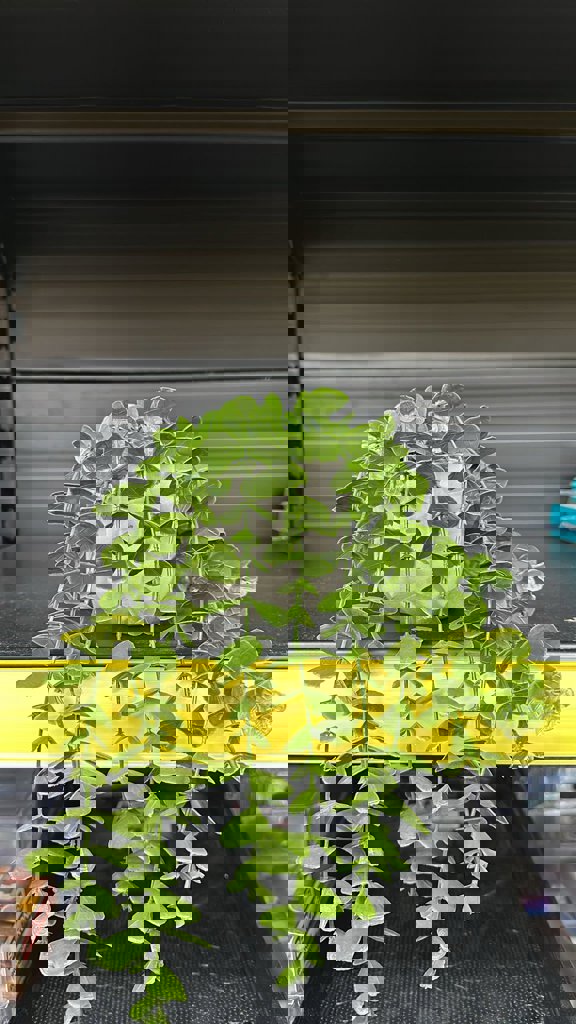 EVA SAKSIDA SARKAN OKALIPTUS *12*60