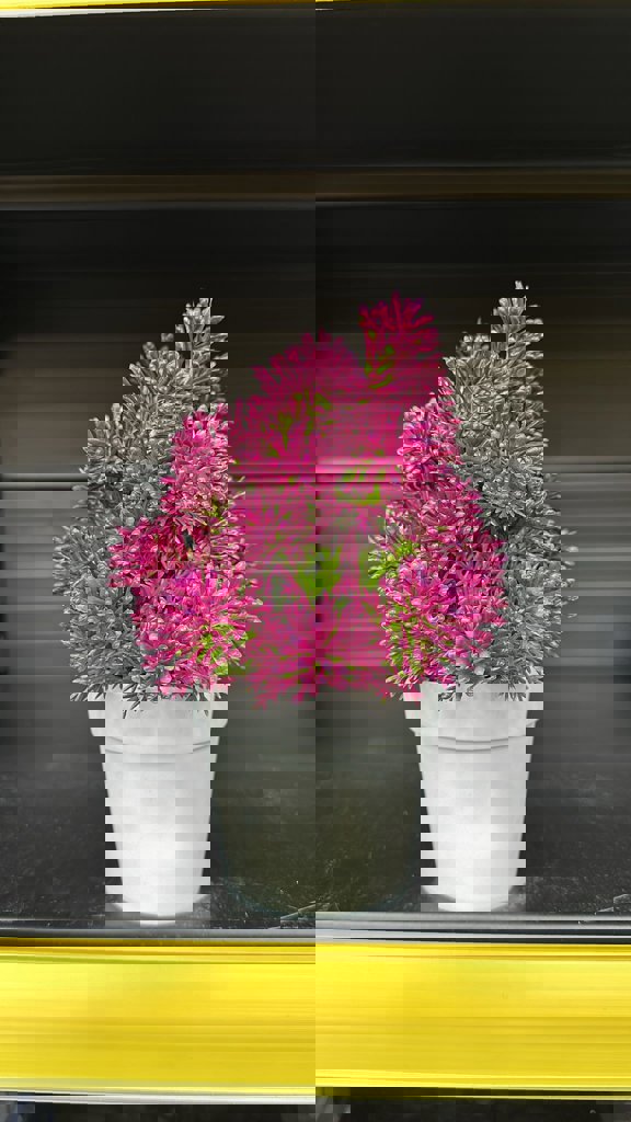 EVA KASIMPATI ÇIÇEK YUVARLAK SAKSIDA*16*64