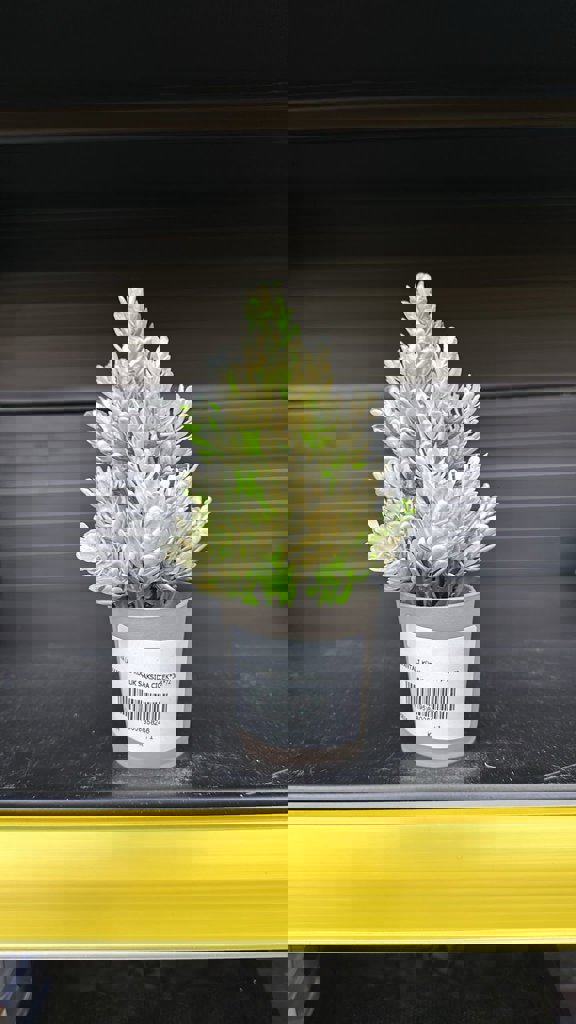 EVA LAVANTALI KÜÇÜK SAKSIDA ÇIÇEK*36*72