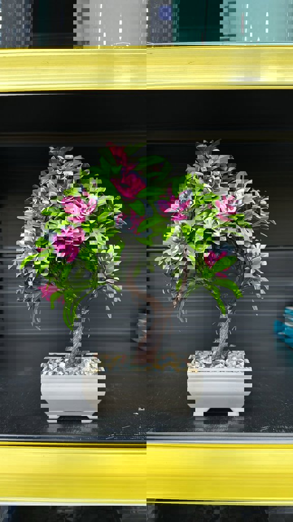 EVA ORKIDE AGAÇ BÜYÜK *27