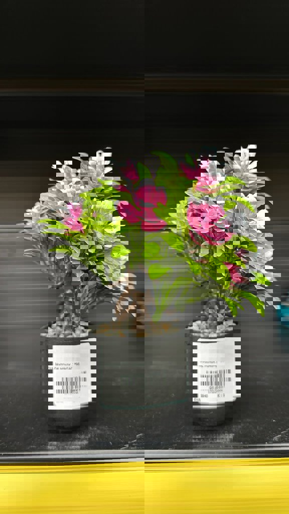 EVA ORKIDE MINIK AGAÇ *96