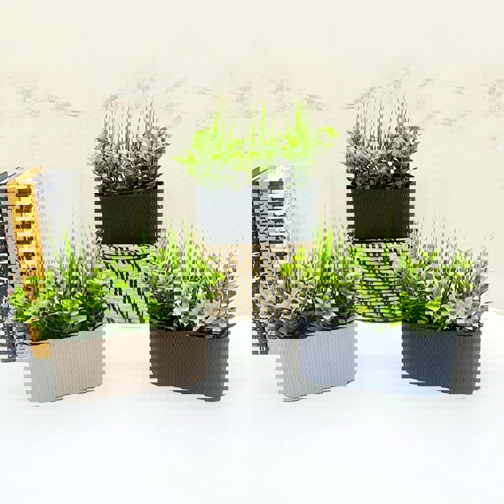 MOTIEV ARAJMANLI ÇIZGILI YATAY SAKSI *72