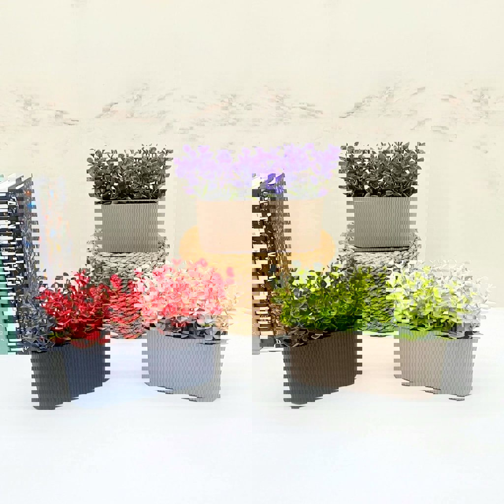 MOTIEV OKALIPTUS ÇIZGILI YATAY SAKSI *72